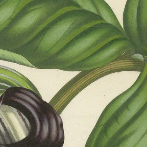 Cobra Lily: Hand-Colored Lithograph by Louis van Houtte, 1855, close-up 4