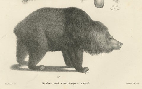 19th-Century Lithograph of a Raccoon and Bear, Stunning Natural History Print, close-up 2