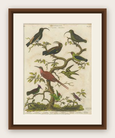 Diverse Avian Species: An early 18th-Century Ornithological Study, 1811, shown framed