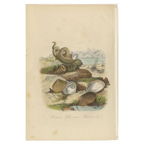 Antique Print of Bivalve Molluscs and Other Molluscs, Sealife, 1854, view 2