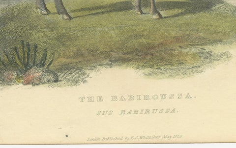 Antique Print with Hand Coloring of a Babirusa, close-up 3