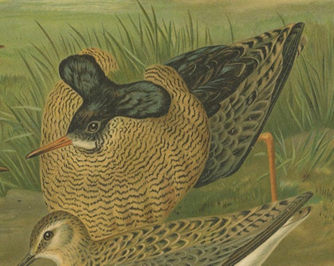 Ruffs and Reeves in Breeding Plumage, Ornithological Lithograph c.1895, close-up 5