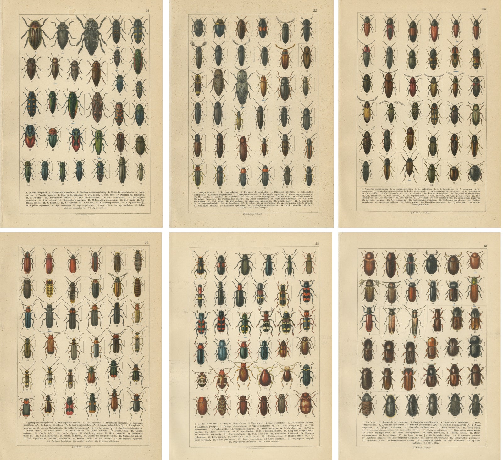 Antique Beetle Chromolithographs, European Coleoptera Plates, Calwer 1893