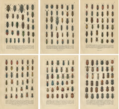 Antique Beetle Chromolithographs, European Coleoptera Plates, Calwer 1893