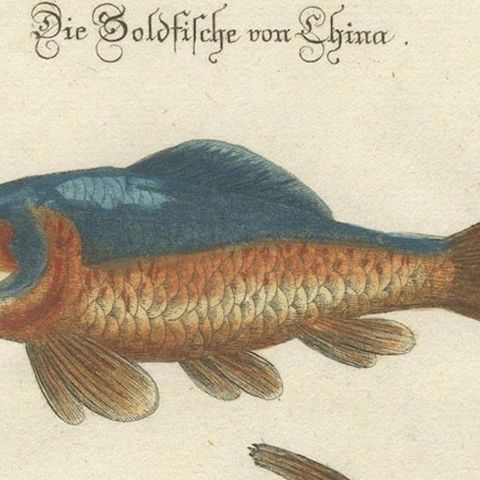 Exotic Goldfish of China: An 18th-Century Hand-Colored Copper Engraving, c.1773, close-up 4