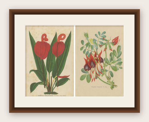 Vibrant Botanical Lithographs: Flamingo Flower and Sturt's Desert Pea, c.1855, shown framed