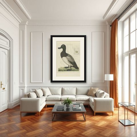Greater Scaup, Antique Bird Engraving Anas Marila by Nozeman and Sepp, 1770, shown framed in a room
