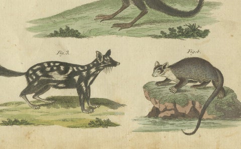 Hand-Colored 18th-Century Engraving of Exotic Quadrupeds from Natural History, close-up 1