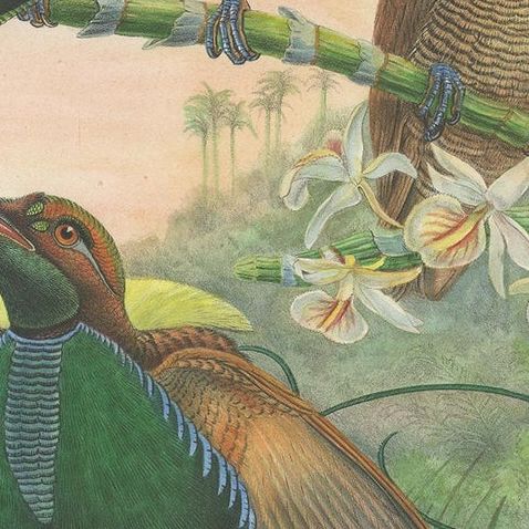 Antique Bird Print of the Magificant Bird of Paradise by Gould, circa 1850, close-up 1