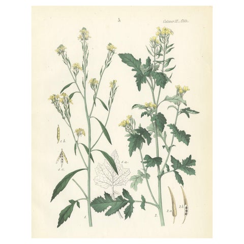Hand-Colored Botanical Lithograph of Wild Mustard and Charlock, Calwer, 1854