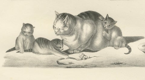 19th-Century Lithograph of Domestic Cats in Playful and Nurturing Scenes, close-up 4
