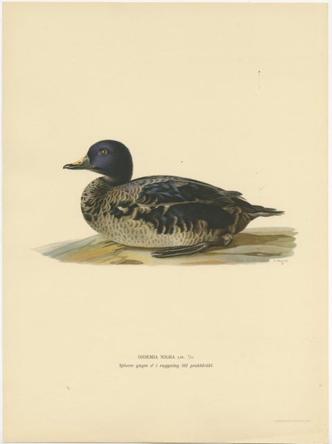Solitary Serenity: A Juvenile Black Scoter Bird Print by Magnus von Wright, 1929, view 2