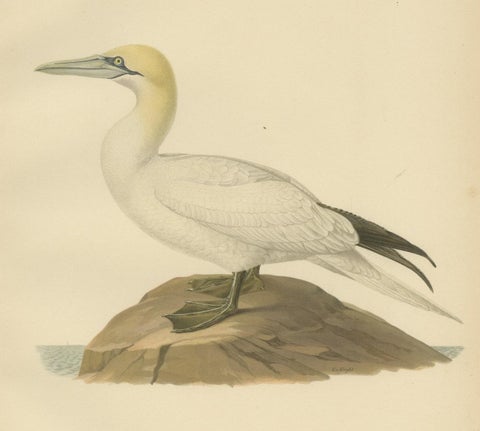 Lithograph of The Regal Perch: The Northern Gannet (Sula bassana), 1927, close-up 2