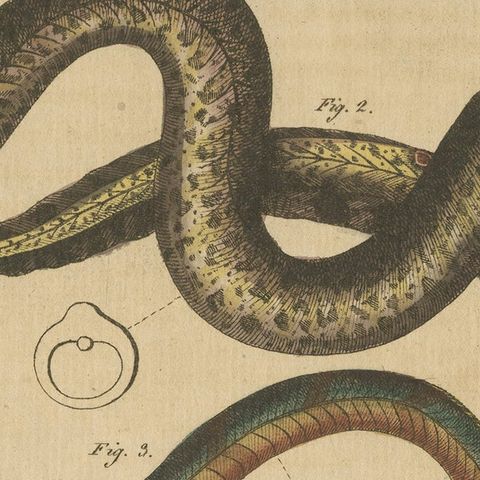 Antique Print of Various Marine Life Including Gymnothorax Afer or Dark Moray, close-up 2