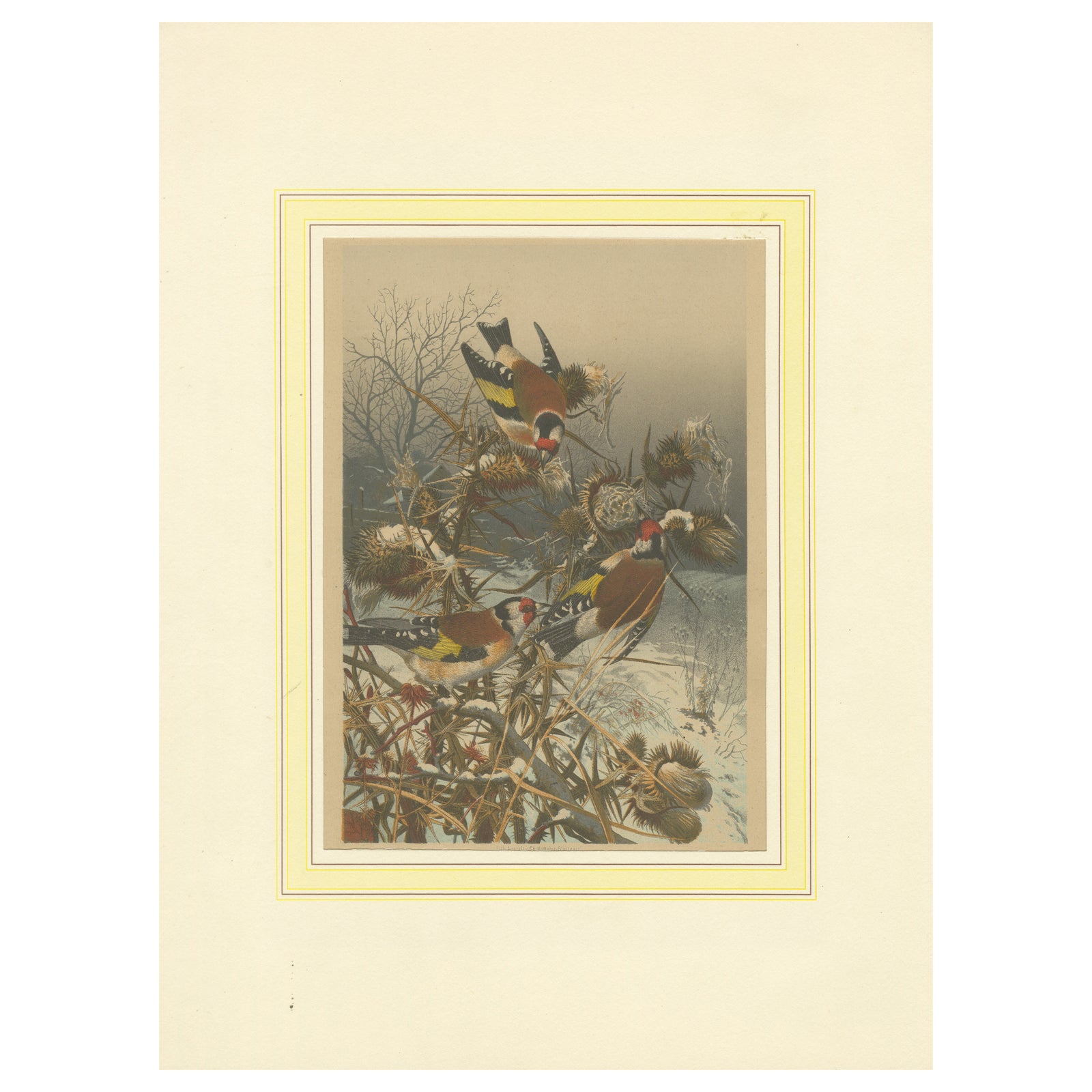 European Goldfinches in Winter: An 1879 Lithograph