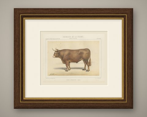 Limousin Ox, French Cattle Breed, Antique Chromolithograph by Borie, 1863, shown framed