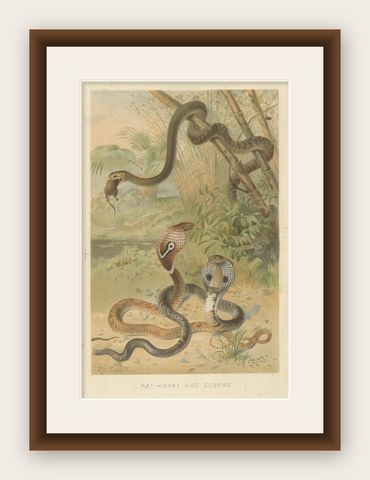 Rattlesnake and Cobras, Antique Reptile Natural History Print, c.1895, shown framed