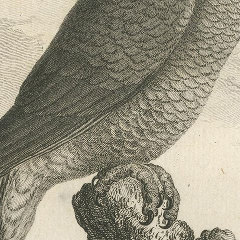 Antique Bird Engraving of a White-Crowned Amazon, close-up 2