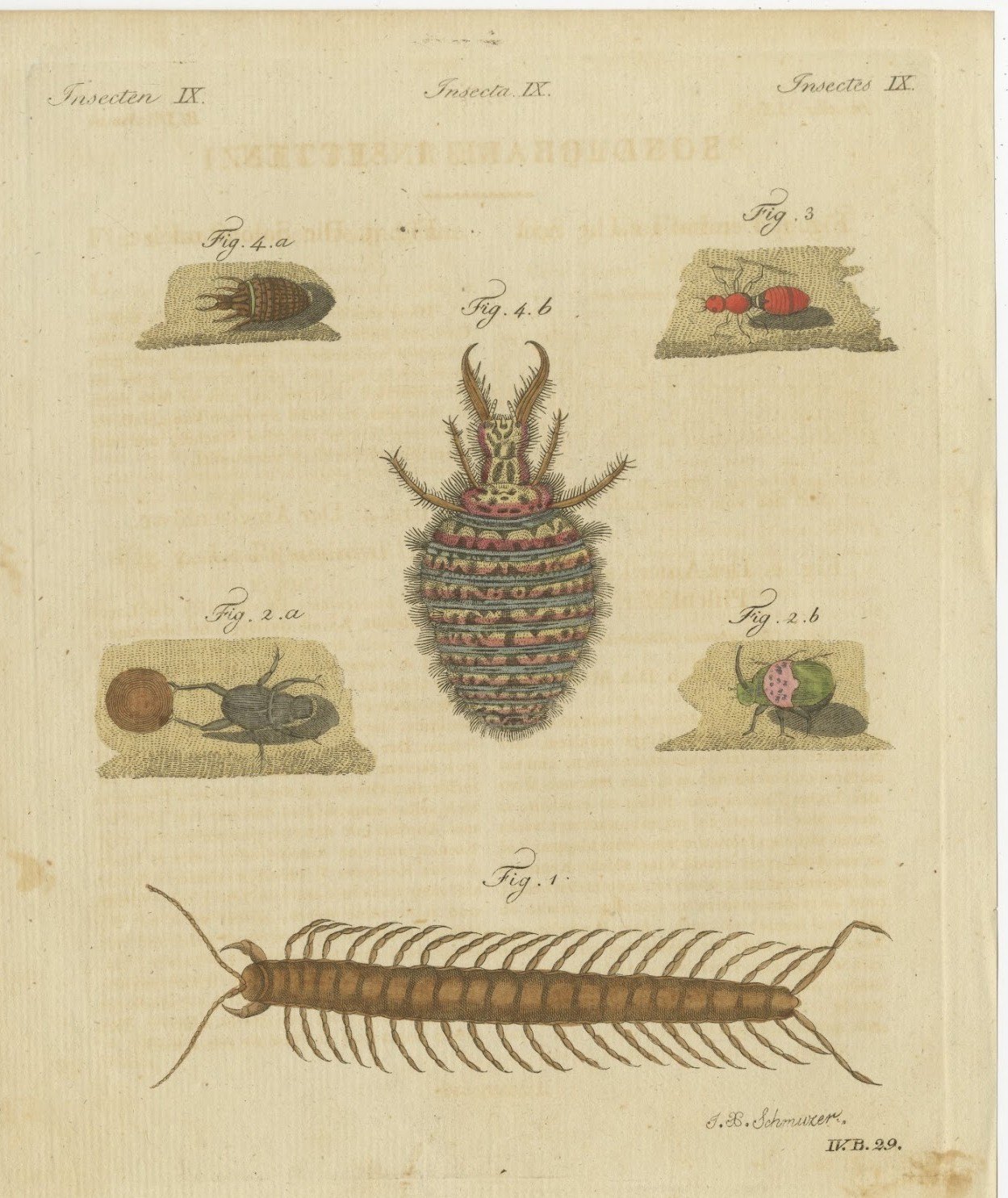 Centipede, Dung Beetle and Ant Lion, Antique Bertuch Print, circa 1805