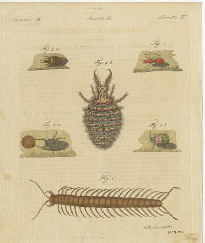 Centipede, Dung Beetle and Ant Lion, Antique Bertuch Print, circa 1805
