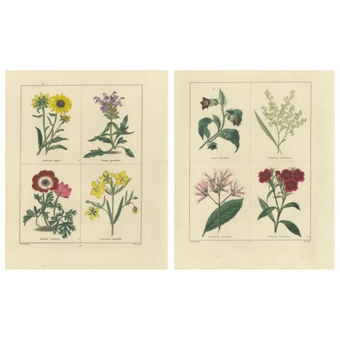 Elegant Garden Flower Engravings, Antique Botanical Prints, London 1828