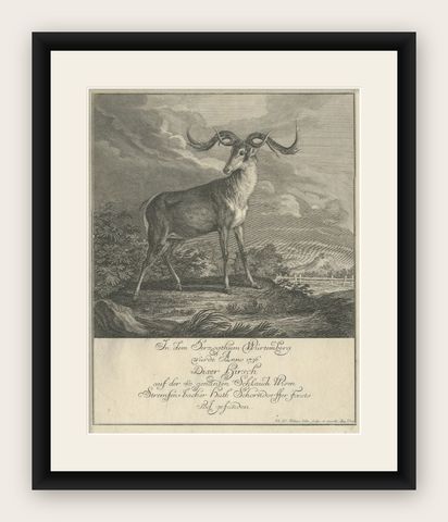 Original Antique Engraving of a Deer by Ridinger, circa 1745, shown framed