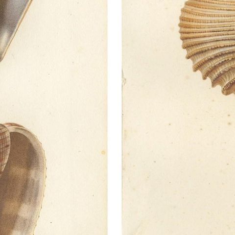 Set of 2 Antique Pyrula Shell Prints by Kiener, 'circa 1840', close-up 2