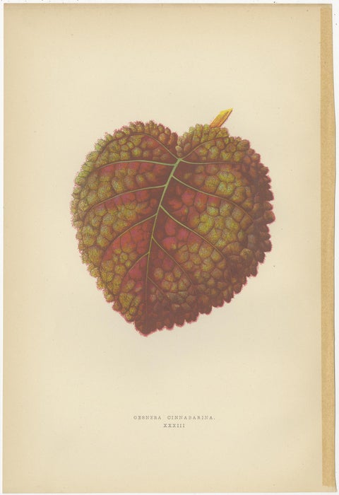 Set of 6 Botany Prints - Gesnera Cinnabarina - Dracaena Perrea (1891), view 6