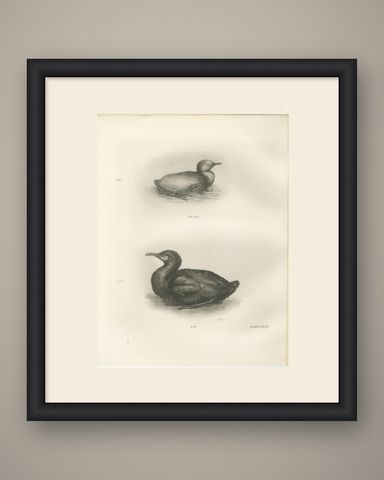 Young Cormorants, Antique Bird Print after Lilian Medland, circa 1909, shown framed