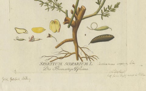 Scotch Broom Botanical Engraving - Icones Plantarum Medicinalium, 1788, close-up 2
