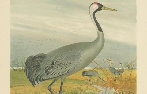 Antique Chromolithograph of the Common Crane, Grus Grus, c.1890, close-up 2