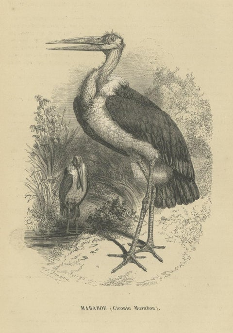 Antique Bird Print of a Marabou Stork by Le Maout, 1853, close-up 1