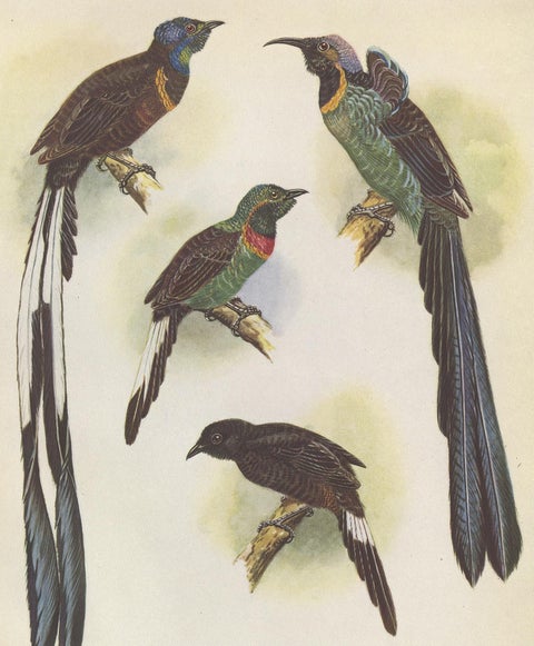 Antique Print of the Green-Breasted Sickle Bill Bird and Others '1950', view 4