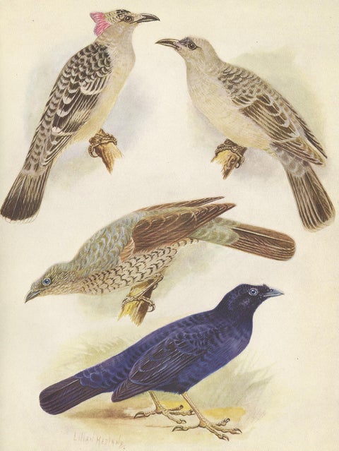 Antique Print of the Great Bower Bird and the Satin Bower Bird '1950', view 4