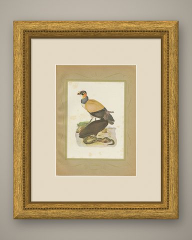King Vulture and Black Vulture, Brazilian Bird Print, Descourtilz, 1944, shown framed