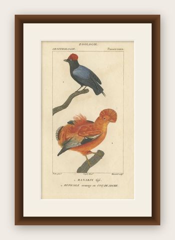 Antique Bird Print of a Blue-Backed Manakin & Guianan Cock of the Rock, '1816', shown framed