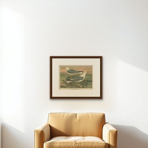 Antique Bird Print of Gulls on Rocky Coastline, 19th Century Seabirds, shown framed on a wall