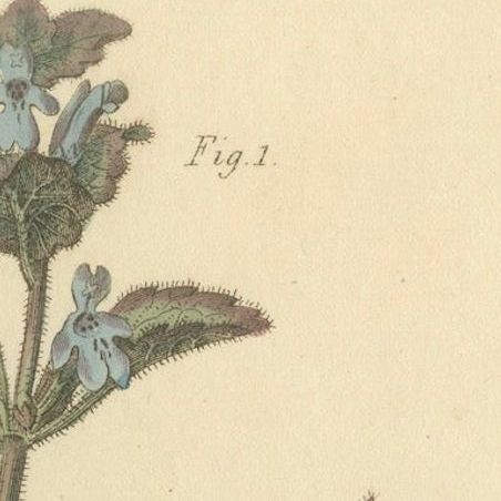 Antique Ground Ivy Botanical Engraving, Glechoma hederacea, 1805, close-up 5