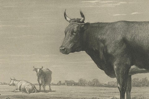 Antique Print of a Breton Cow, a French Cattle Breed from Brittany, 1862, close-up 2