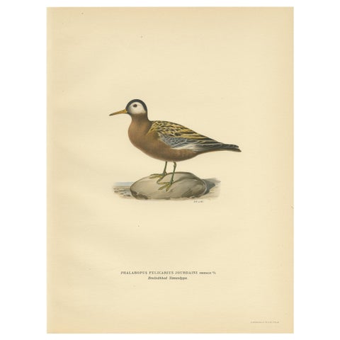 Antique Bird Print of the Red Phalarope by Von Wright '1929'