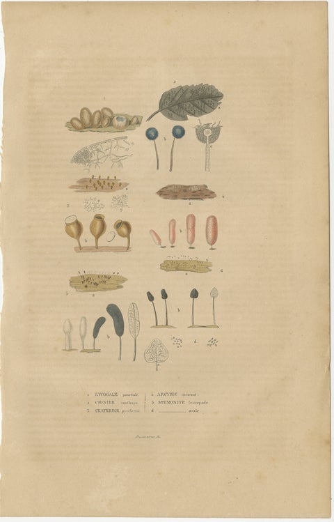 Fungal Forms: Illustrations of Mycological Diversity, 1845, view 2