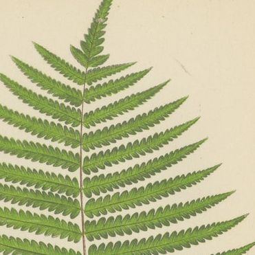 Antique Set of Three Botanical Fern Prints by E.J. Lowe (1868), Aspidium Series, close-up 1