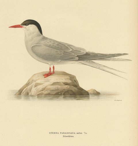 Antique Bird Print of the Arctic Tern by Von Wright, 1927, view 2