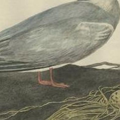 Antique Bird Print of the Common Tern by Sepp & Nozeman, 1789, close-up 1