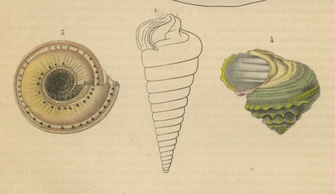 Shell Spectacular: A Collection of Mollusk Shells Engraved and Handcolored, 1845, close-up 1