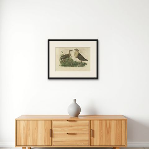 Ruff Bird Print with Nest, Tringa Pugnax by Nozeman and Sepp, 1770, shown framed on a wall