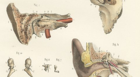 The Middle Ear and the Ossicles, Antique Hirschfeld Anatomy Print, 1866, view 4