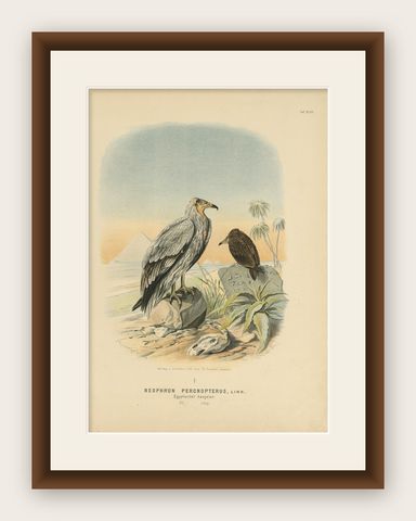 Egyptian Vultures, Antique Bird Print, Ornithology Illustration, 19th Century, shown framed