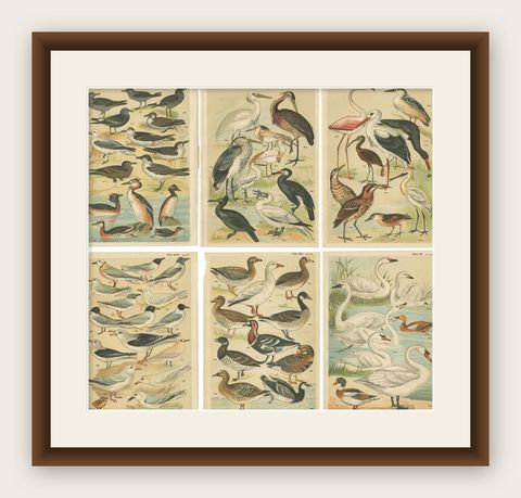 Set of 6 Antique Prints of various Waterfowl and Wading Birds by Gordon 'c.1900', shown framed
