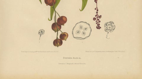 Original Antique Winged Lychee Botanical Print by Hoola van Nooten, 1880, close-up 4